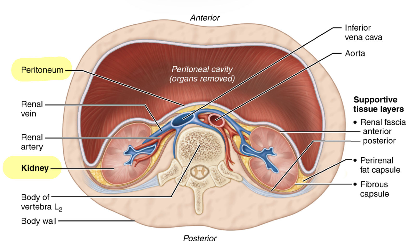 * Means behind the peritoneum 
* The kidneys are behind the peritoneum 