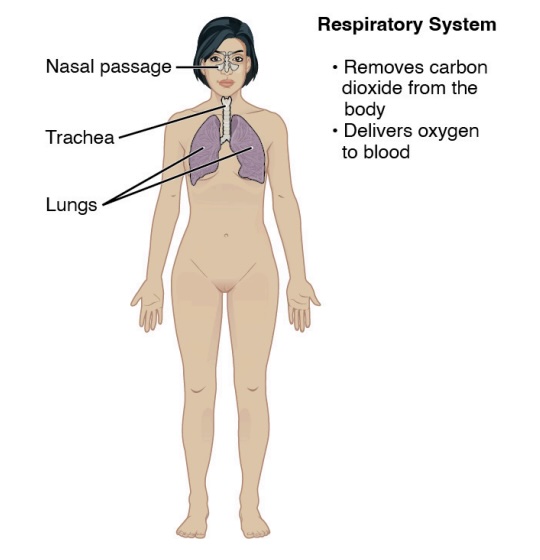 <p>-contains:</p><ol><li><p>lungs</p></li><li><p>trachea</p></li><li><p>nasal passage</p></li><li><p>(pharynx)</p></li><li><p>(larynx)</p></li></ol><p>-function: gets rid of CO2 from body and brings in O2 into the body</p><ol><li><p>removes CO2 from the body</p></li><li><p>delivers O2 to blood</p></li></ol><p></p>