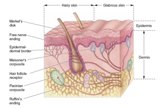 <p>Most somatosensory receptors are mechanoreceptors</p><ul><li><p>Receptive to physical distortion</p></li></ul><p>4 primary receptors in skin</p><ul><li><p>Pacinian corpuscles</p></li><li><p>Meissner's corpuscles</p></li><li><p>Ruffini’s endings</p></li><li><p>Merkel's disks</p></li></ul><p>Vary in terms of:</p><ul><li><p><strong>Receptive field (large vs. small)</strong></p></li><li><p><strong>Adaptation (rapid vs. slow)</strong></p></li></ul><p></p>