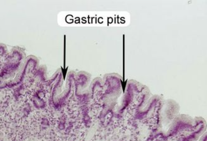 <p>stomach: gastric pits</p>