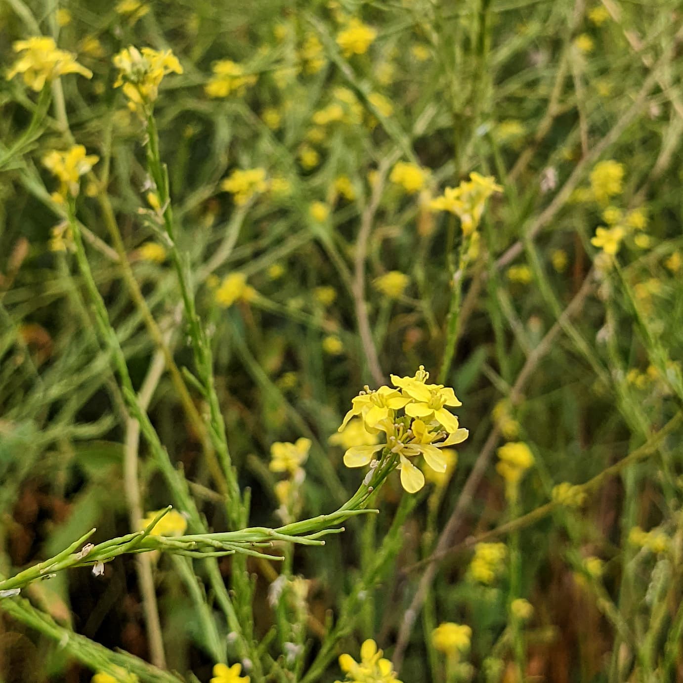 <p>Short-podded mustard (invasive)</p>