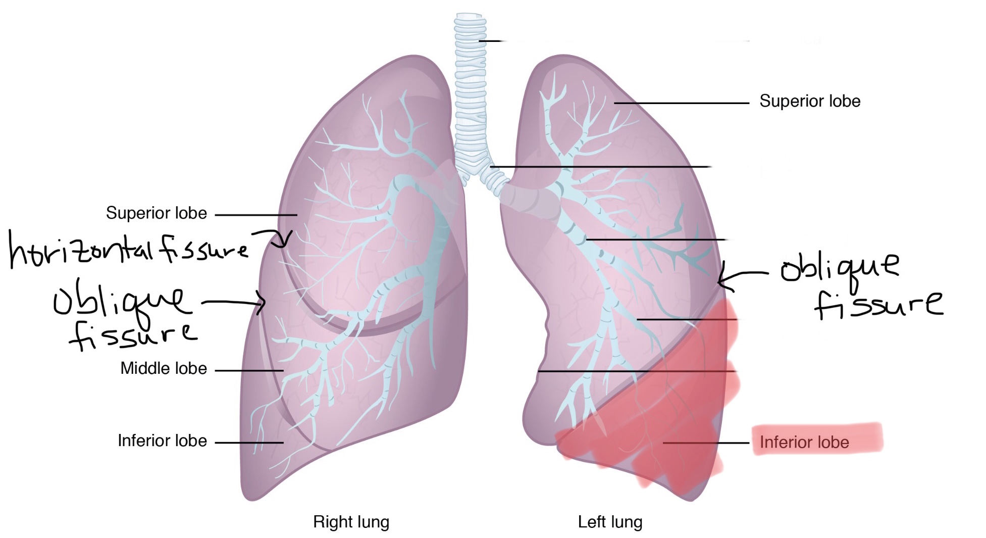 knowt flashcard image