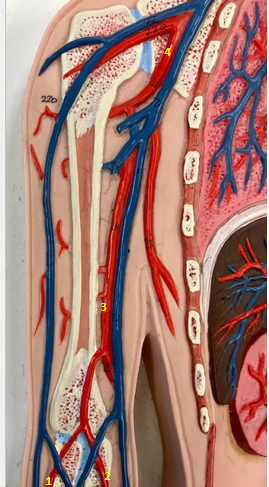 <p>Function of right ulnar artery (2)</p>