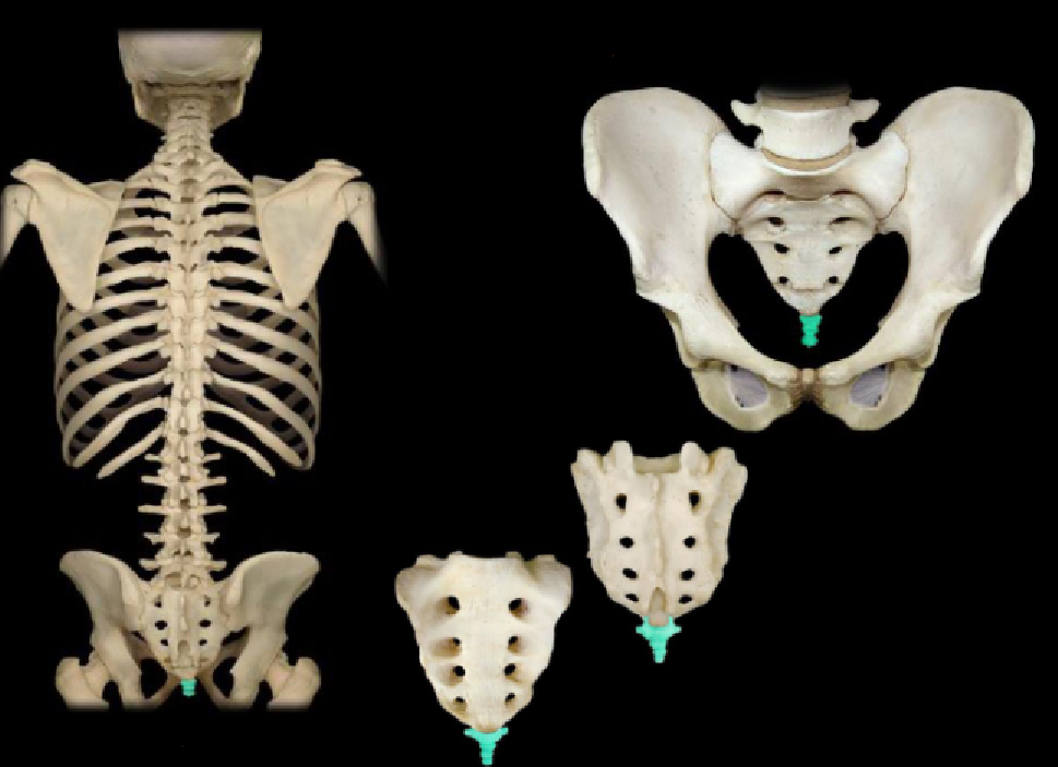 <p>What bone is highlighted in this image?</p>