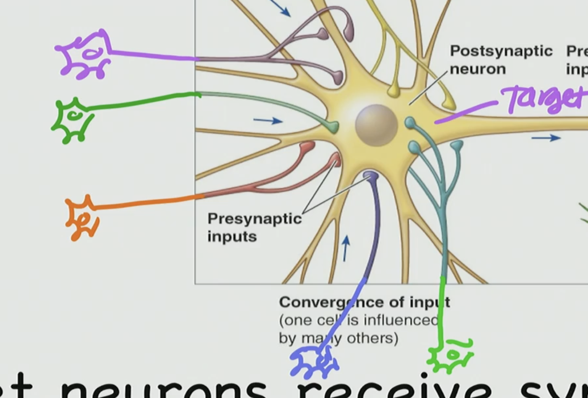 <p>This is basically a ____ of information thats going to ___ this neuron</p>