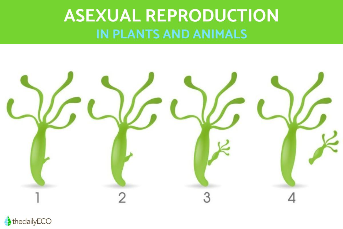<p><strong>Asexual reproductio</strong>n only involve the genetic material of <strong>one</strong> parent (no fertilisation or new gene). Offspring produced by asexual reproduction are genetically <strong>identical </strong>to the parent.&nbsp;</p>