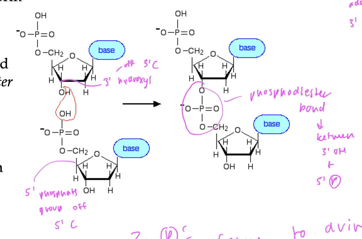 <p>phosphodiester bonds</p><ul><li><p>between the 3’ OH of a deoxyribose and the 5’ of the phosphate group of another nitrogenous base</p></li><li><p>new nucleotides are added onto the 3’ hydroxyl end</p></li><li><p>two phosphates leave to drive the condensation of two nucleotides (so a water molecule is released as a result)</p></li></ul><p></p>