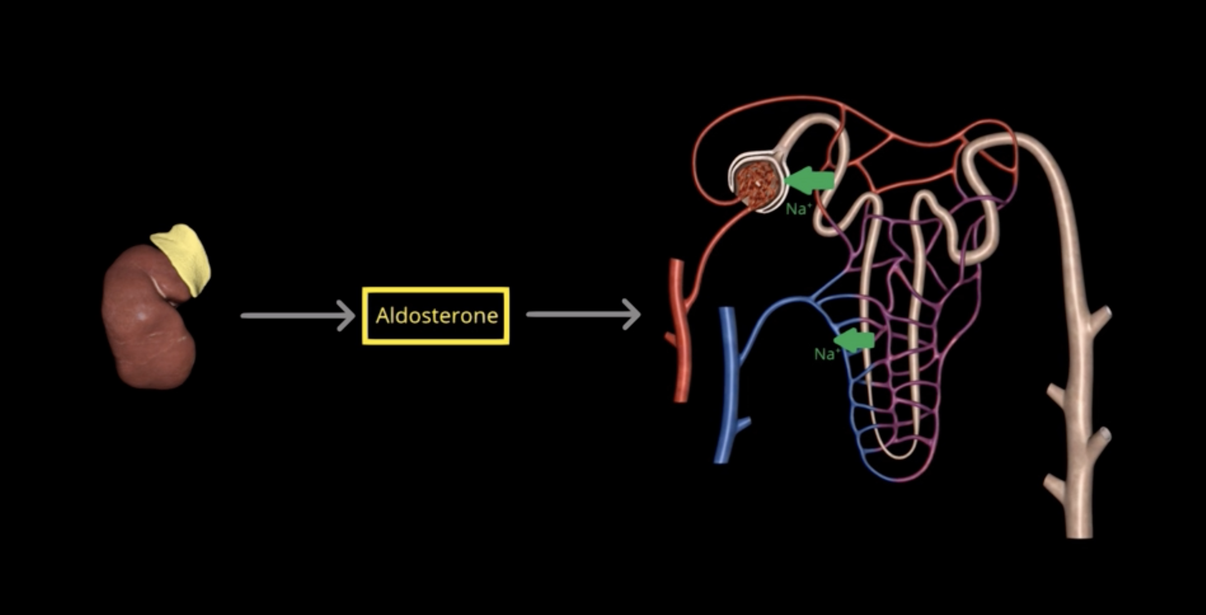 <p>Aldosterone</p><p>90% of Na+ is reabsorbed within the PCT and loop of Henle</p>