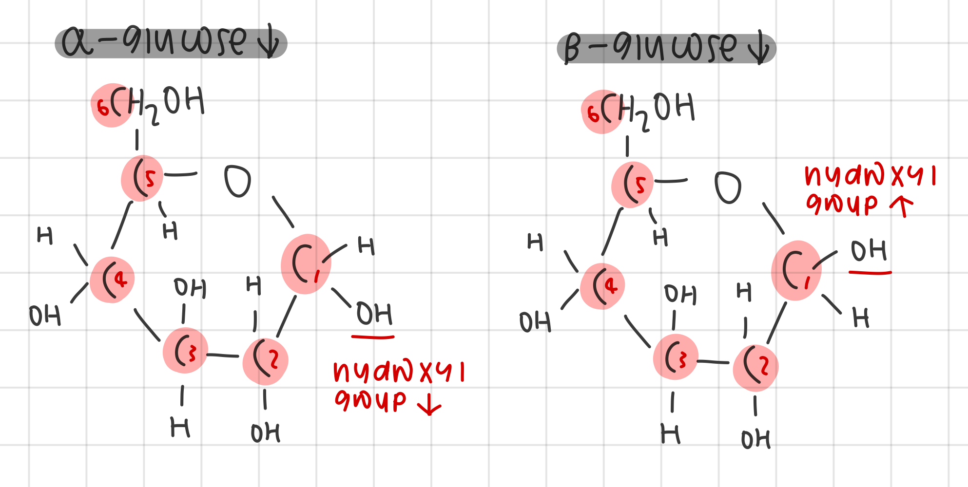 <ul><li><p>2 isomers: α-glucose and β-glucose</p><ul><li><p>α-glucose - OH group point down on 1’ C</p></li><li><p>β-glucose - OH group point up on 1’ C</p></li></ul></li></ul><p></p>