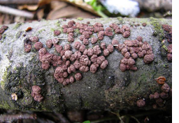 <p>Flattened = spherical stromata</p><p>Hard, dark nodules</p>