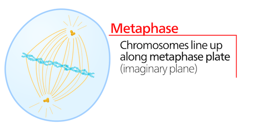 <p>the imaginary line that chromosomes line up on during metaphase</p>