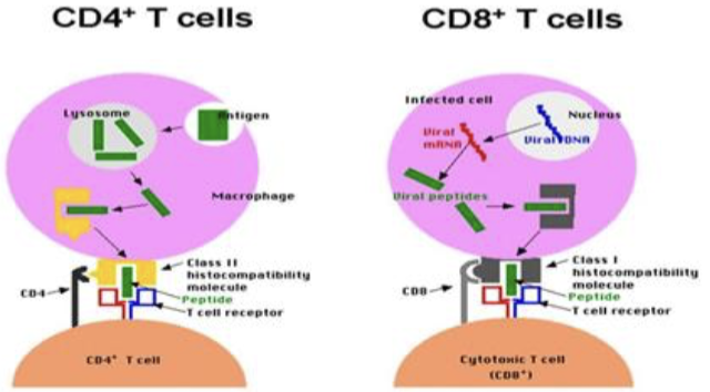 <p><strong><em>Based on which cell differentiation </em></strong><span style="color: blue;"><strong><em>glycoprotein</em></strong></span><strong><em> </em></strong><span style="color: blue;"><strong><em>receptors</em></strong></span><strong><em> are displayed on their </em></strong><span style="color: purple;"><strong><em><mark data-color="purple" style="background-color: purple; color: inherit;">surface</mark></em></strong></span></p><ol><li><p><strong>CD4<sup>+</sup> T cells </strong></p></li><li><p><strong>CD8<sup>+</sup> T cells </strong></p></li></ol><p></p>