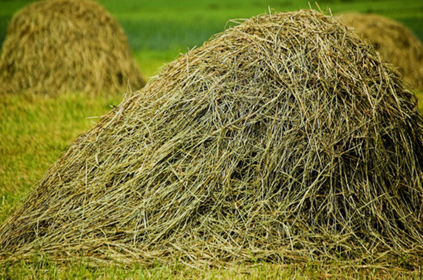 <p>hay, straw</p>
