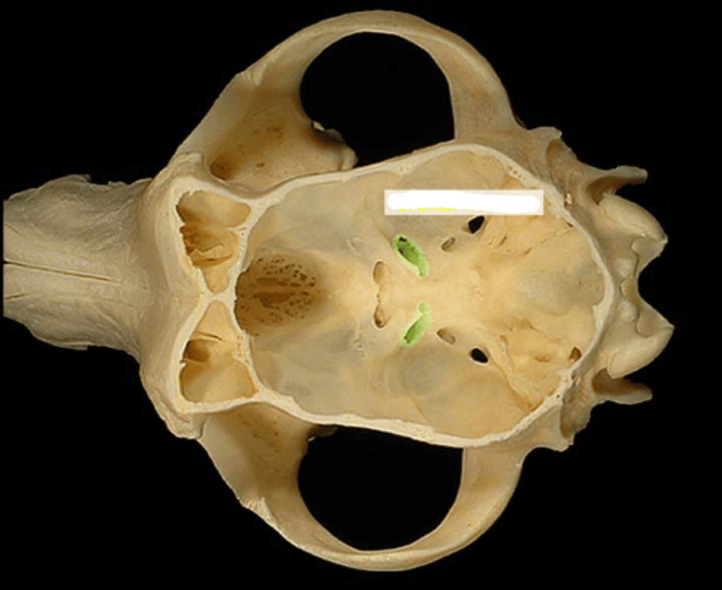 knowt flashcard image