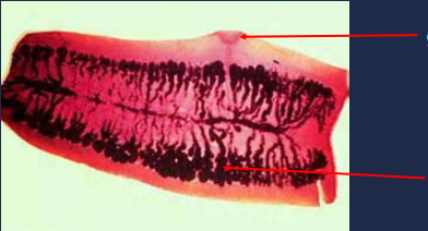 State the name of the lower portion of the picture.
