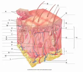 <p>Identify the feature with the letter D</p>