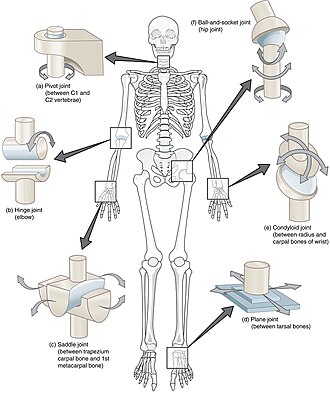<p>Types of Synovial Joints</p>