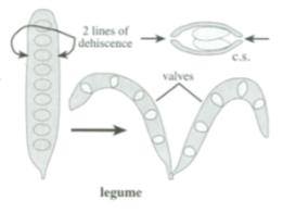 <p>Legume</p>