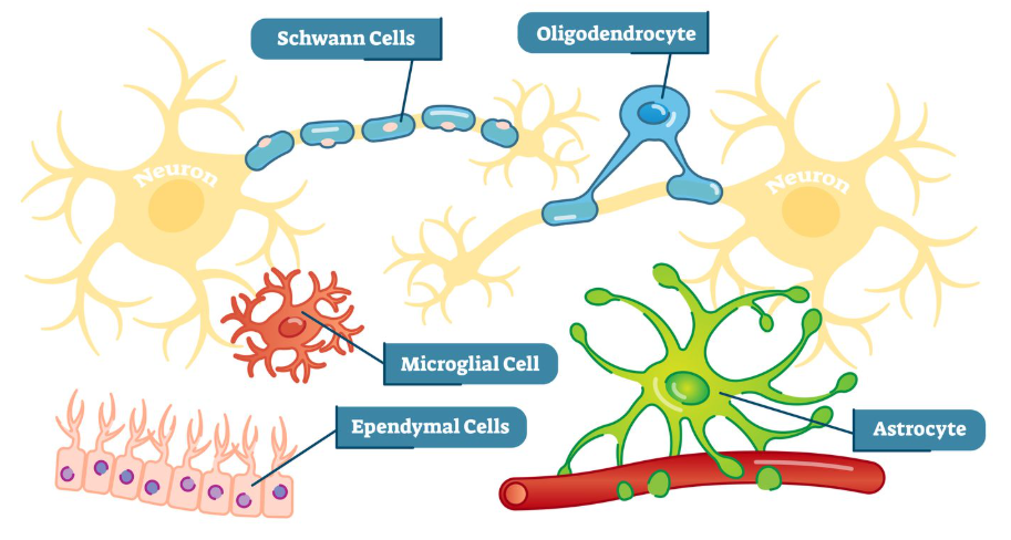 <ul><li><p>cells in the nervous system that support, nourish, and protect neurons</p></li><li><p>also plays a role in learning, thinking, and memory</p></li></ul><p></p>