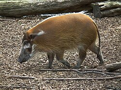 <p>Pigs</p><ul><li><p><span style="background-color: transparent;"><span>Have simple stomachs and large canines that always grow and curve out and up. Have short legs and heavy bodies. Thick skin and course pelage.&nbsp;</span></span></p></li><li><p><span style="background-color: transparent;"><span>Are omnivores associated with mud wallows. Are gregarious diurnal herbivores.</span></span></p></li></ul><p></p>