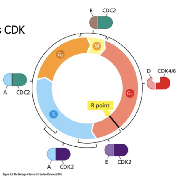 <p>• Mitogen signaling activates Myc</p><p>• Myc is a TF</p><p>• Myc activates cyclinD-CK4/6</p>