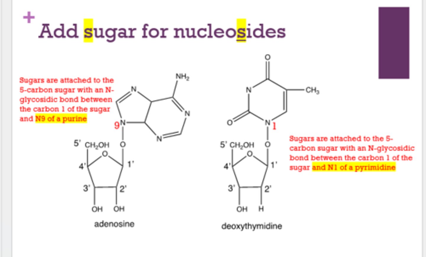 <p>sugar</p>