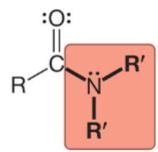 <p>Identify this structure:</p>