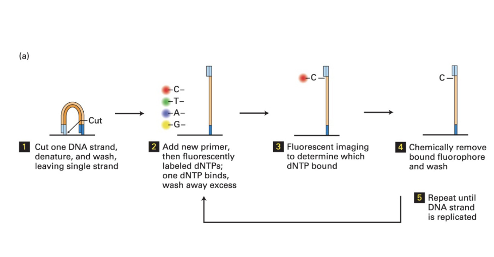 <p>(1) </p><ul><li><p>Double-stranded DNA is cut</p></li><li><p>Strand is denatured and washed</p></li><li><p>Leaving only one strand to be sequenced</p></li></ul><p></p><p>(2) </p><ul><li><p>Add new primer</p></li><li><p>then fluorescently labelled dNTPs</p></li><li><p>one dNTP binds </p><ul><li><p>then wash away excess</p></li></ul></li></ul><p></p><p>(3)</p><ul><li><p>Use fluorescent imaging to see which dNTP is bound</p><ul><li><p>easier to see fluorescence when there is a lot of DNA (that’s why we do this amplificaiton)</p></li></ul></li></ul><p></p><p>(4)</p><ul><li><p>chemically remove fluophore and wash</p></li></ul><p></p><p>(5)</p><ul><li><p>repeat until the DNA strand is replicated</p></li></ul><p></p><p></p>