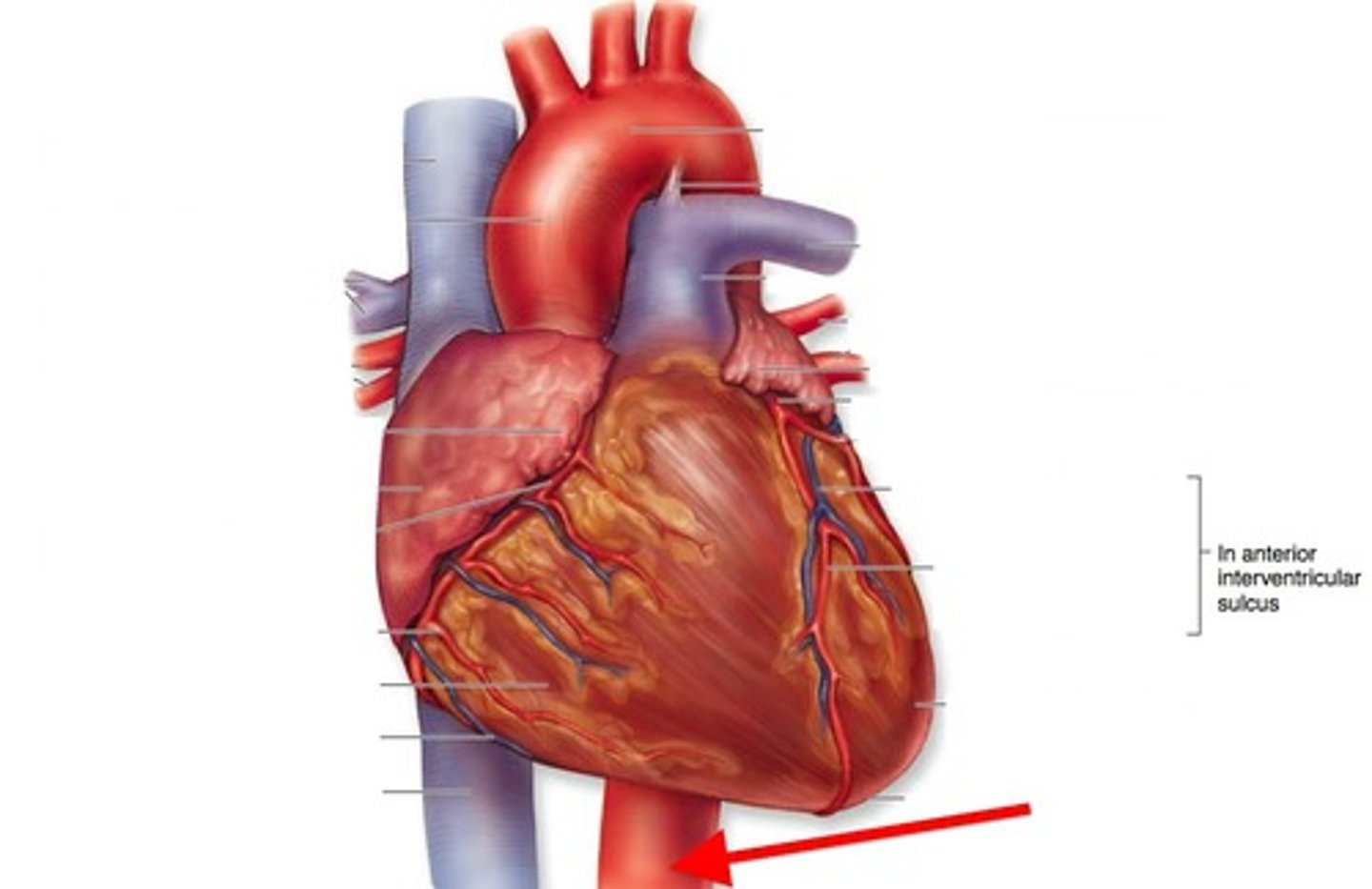 <p>the descending part of the aorta that branches into the thoracic and abdominal aortae</p>
