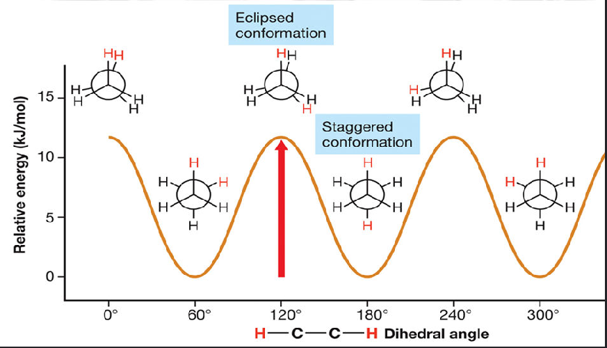 <p>the plot of a molecules energy as a function of that bonds dihedral angle&nbsp;</p><p>such as eclipsed conformation - where its kind of an off angle, or staggered where they are at equal distances&nbsp;</p>