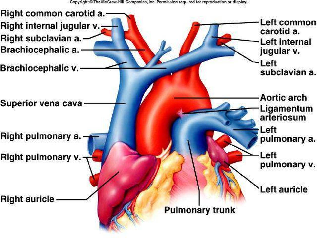 <p>T/F The brachiocephalic vein</p><p><strong><mark data-color="red" style="background-color: red; color: inherit">F -</mark></strong><mark data-color="red" style="background-color: red; color: inherit"> A. collects blood only from the head and neck.</mark></p><ul><li><p>also collects blood from upper limb (via subclavian v.)</p></li><li><p>blood from head and neck via internal jugular vein</p></li></ul><p><strong><mark data-color="red" style="background-color: red; color: inherit">T -</mark></strong><mark data-color="red" style="background-color: red; color: inherit"> B. ends by joining the opposite one to form the superior vena cava.</mark></p><p><strong>T -</strong> C. has no valves.</p><p><strong><mark data-color="red" style="background-color: red; color: inherit">F -</mark></strong><mark data-color="red" style="background-color: red; color: inherit"> D. the right one crosses the median plain.</mark></p><ul><li><p>right one runs <strong>vertically </strong>from the right side</p></li></ul><p><strong><mark data-color="red" style="background-color: red; color: inherit">T -</mark></strong><mark data-color="red" style="background-color: red; color: inherit"> E. the right one is laterally to the brachiocephalic artery</mark></p><ul><li><p><strong>right brachiocephalic artery</strong> passes <strong>medially</strong>, while the vein lies more laterally in the thoracic cavity</p></li></ul><p></p>