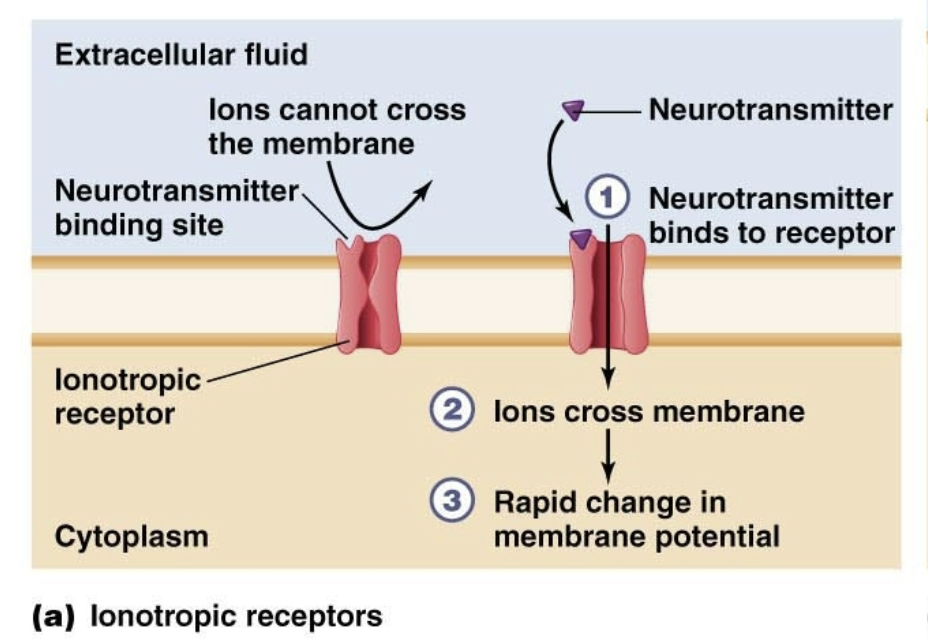 <ul><li><p>Ion channel receptors</p><ul><li><p>NT binds, ion channel opens, ions cross into neuron, change in membrane potential</p></li></ul></li></ul><ul><li><p></p></li></ul><p></p>