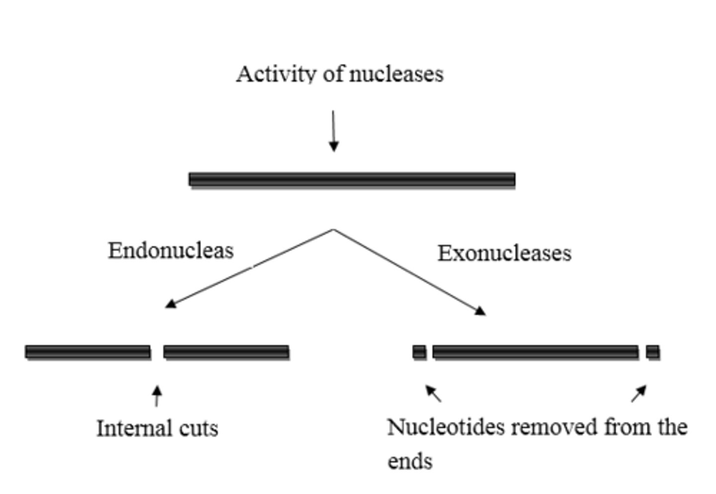 <p>Enzymes engage in exonuclease activity when they remove an incorrect nucleotide from the end of a DNA strand.</p><p>Enzymes engage in endonuclease activity when they remove an incorrect nucleotide from the middle of a DNA strand.</p>