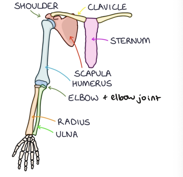 <p>name for the bone of the upper arm</p>