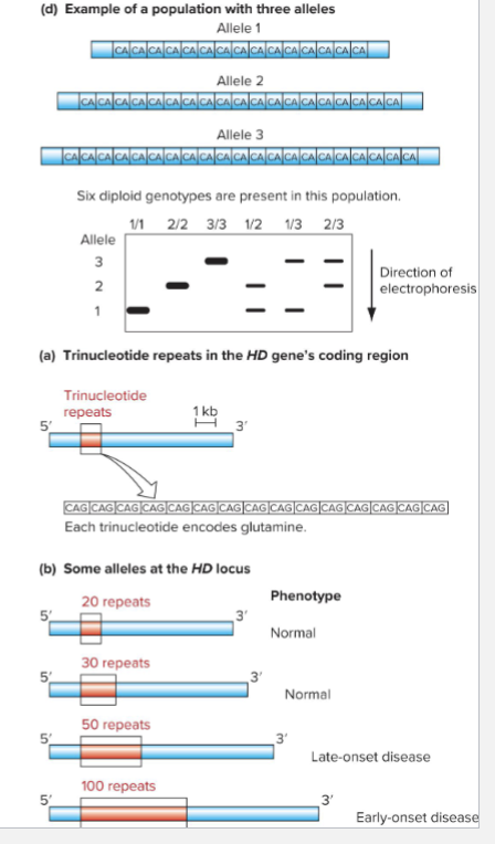<ul><li><p>Size variations can be detected by gel electrophoresis</p></li><li><p>Ex: Huntington disease locus</p><ul><li><p>Normal allele has &lt;36 C A G repeats</p></li><li><p>Disease-causing alleles have 36 or more CAG repeats; alleles with 42 or more repeats are completely penetrant</p></li></ul></li></ul><p></p>
