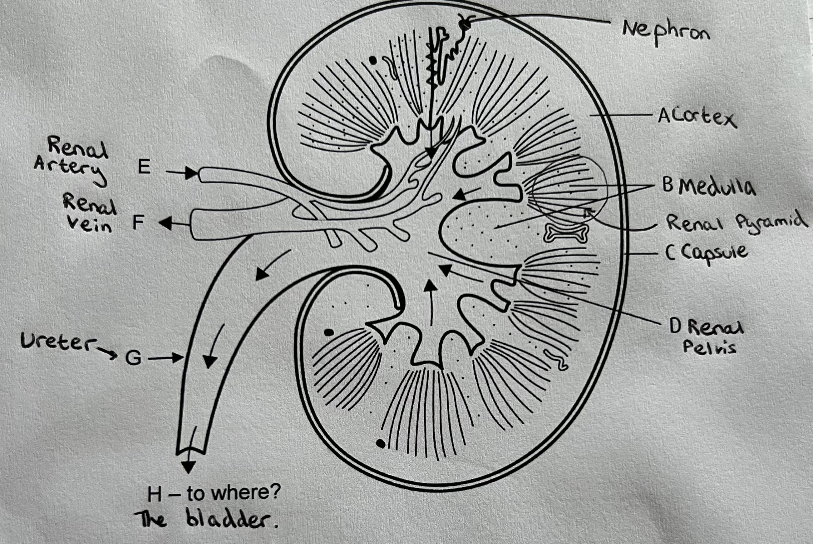 <p>The kidney has two main functions:</p><ol><li><p>Excretion – the removal of nitrogenous metabolic waste from the body</p></li><li><p>Osmoregulation – the mechanism by which the balance of water and dissolved solutes is regulated (control of water potential of the body’s fluids)</p></li></ol><p></p><ul><li><p>Medulla (reabsorption of water occurs here)</p></li><li><p>Cortex (ultrafiltration and selective reabsorption occurs in this region)</p></li><li><p>Renal Pelvis (empties urine into the ureter)</p></li><li><p>Ureter (transports urine to the bladder)</p></li></ul>