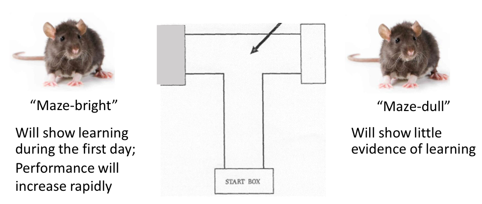<ul><li><p>two groups of students. one group had maze-bright rats (smart) and the other had maze-dull rat (not that smart)</p></li><li><p>all rats were the same </p></li><li><p>stem dents had to teach the rat to go to the grey side of the box through reinforcement </p></li><li><p>students with bright rats reported that their rat learned quickly compared to dull rats </p></li></ul><p>→ students unconsciously influenced the performance of their rat </p>