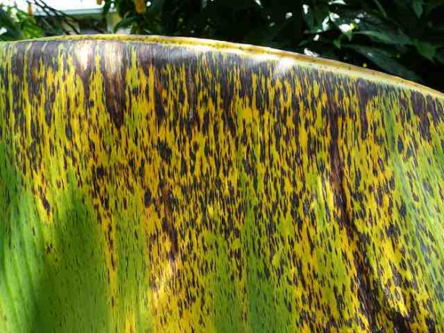 <p>- Fungal disease, affecting bananas</p><p>- Hyphae penetrate &amp; digest cells ; turns leaves black</p><p>- Resistant strains being developed,</p><p>- Fungicide &amp; good husbandry can control spread</p><p>- No cure</p>