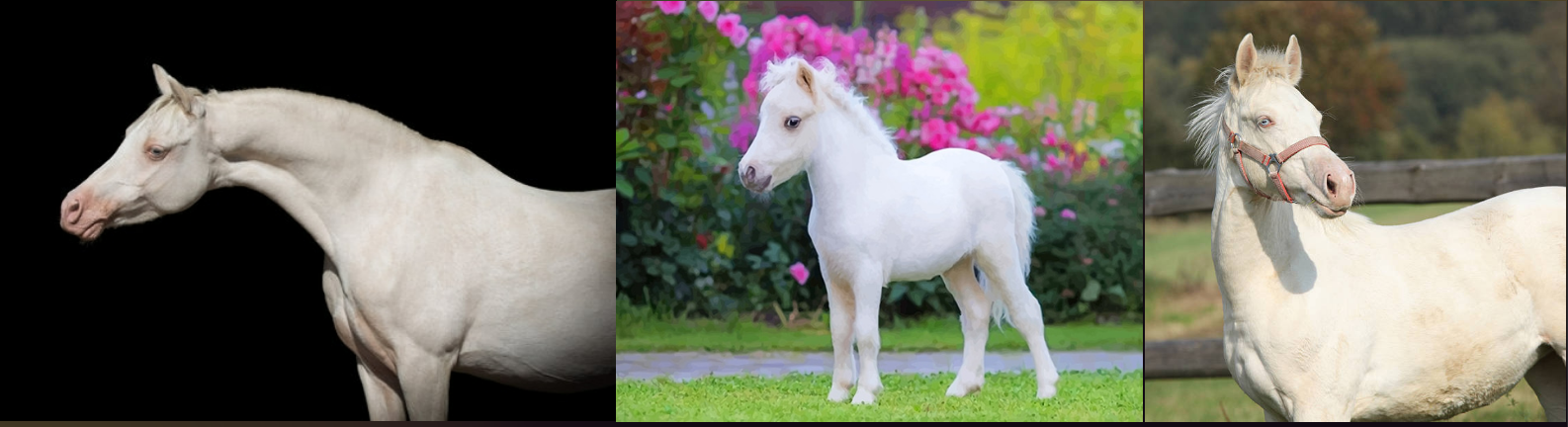 <ul><li><p>coat color</p></li><li><p>Born white with pink pigmented skin and hooves.</p><p>~Eyes brown or blue</p></li></ul><p></p>