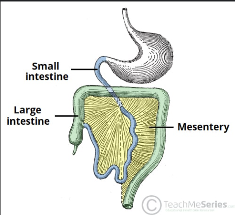 <p>messentery: superior and inferior mesenteric a. a.</p>