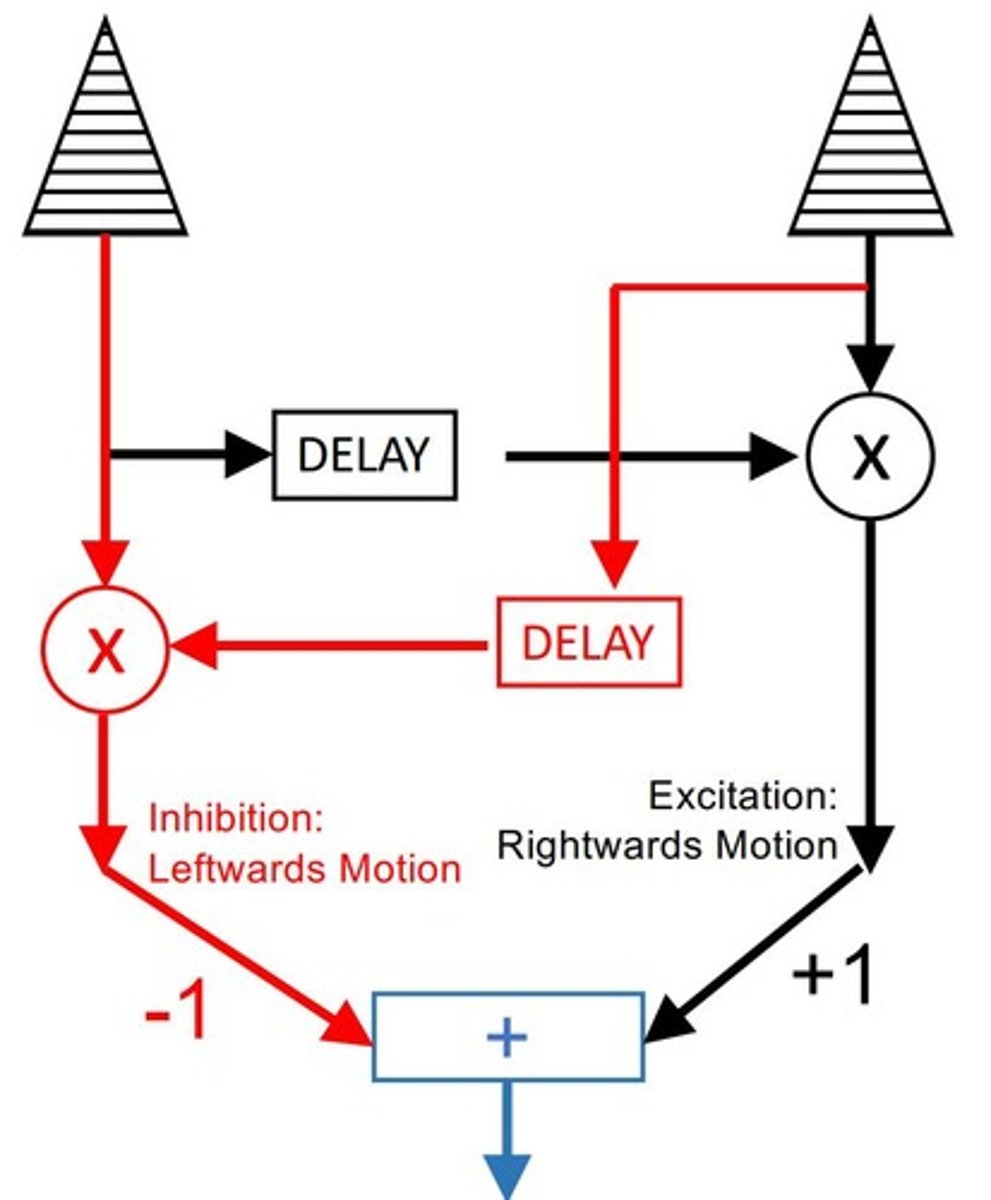 <p>In left-right movement, the left-right part produces excitatory signals while the right-left part remains silent, resulting in positive net activity.</p>