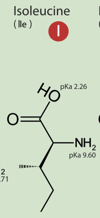 <p>non polar hydrophobic</p>