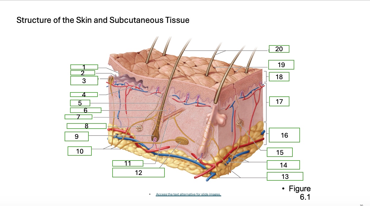 <p>skin structure 3</p>