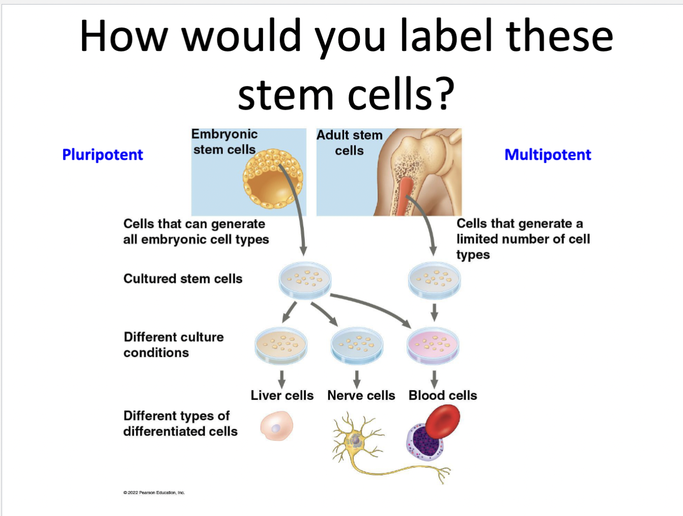 embryonic: PLURIpotent → cells can generate MOST embryonic cell types 

\
adult: MULTIpotent → cells can generate a LIMITED number of cell types