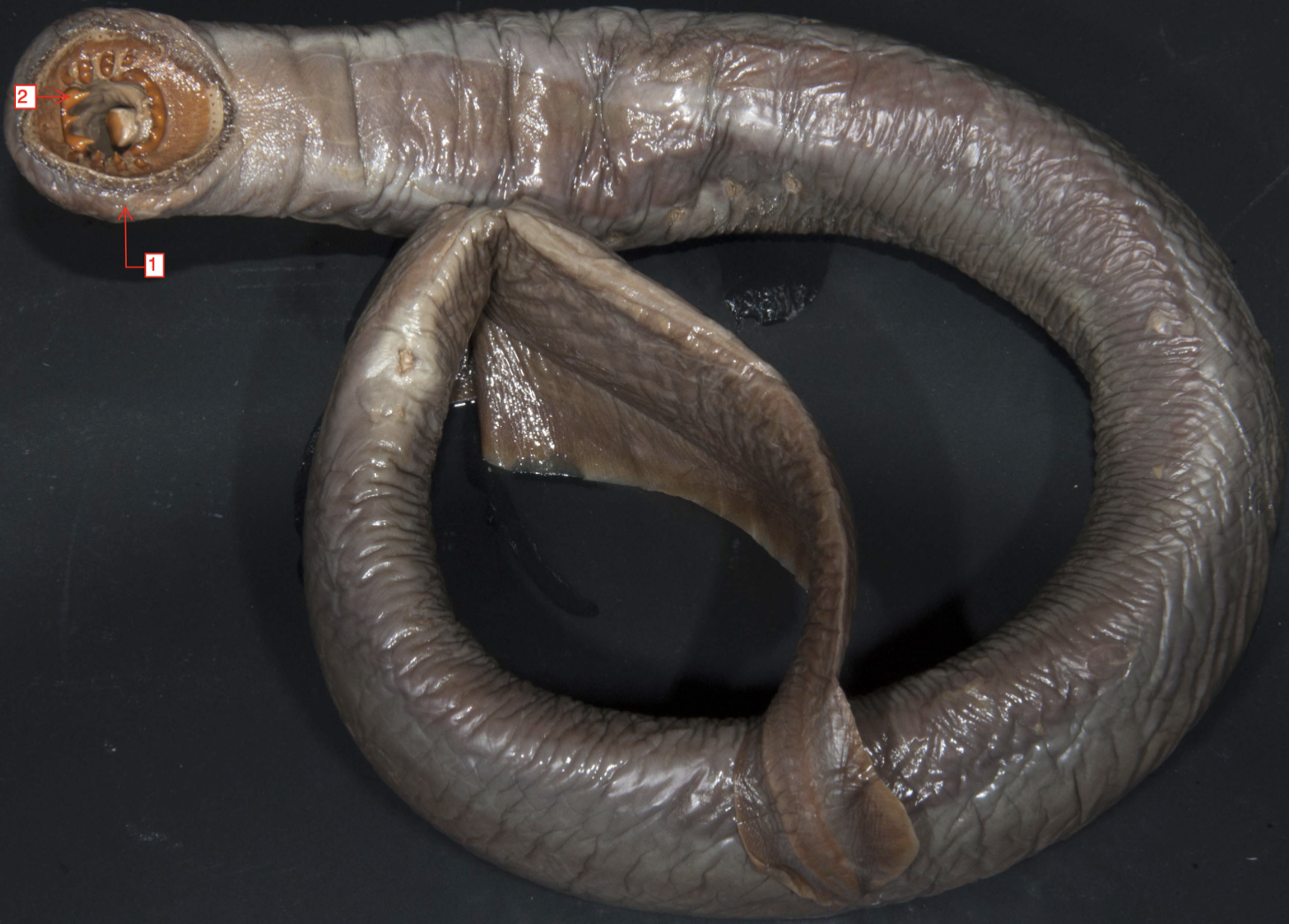 <p>&gt;</p><p>phylum</p><p>subphylum</p><p>class</p><p>order?</p>