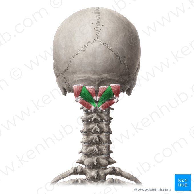 <p>O: SP of C2 (axis) I: Lateral part of inferior nuchal line of occipital bone N: Suboccipital nerve (C1) A: Extends head and rotates to same side</p>