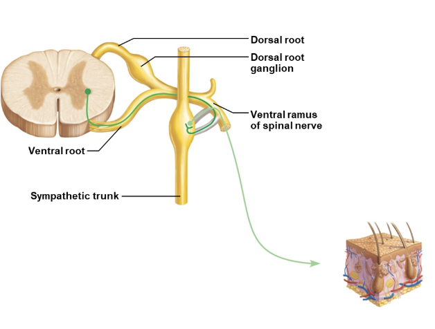 <p>pathway 1</p><ul><li><p>presynaptic neuron <span style="background-color: transparent;">enters sympathetic trunk</span></p></li><li><p><span style="background-color: transparent;">synapses with postsynaptic neuron in chain ganglion</span></p></li><li><p><span style="background-color: transparent;">postsynaptic neuron rejoins spinal nerve to body wall target</span></p></li></ul><p></p><p>targets (no not have parasympathetic innervation)</p><ul><li><p>sweat glands</p></li><li><p>blood vessels</p></li><li><p>arrector pilli muscles</p></li></ul><p></p>