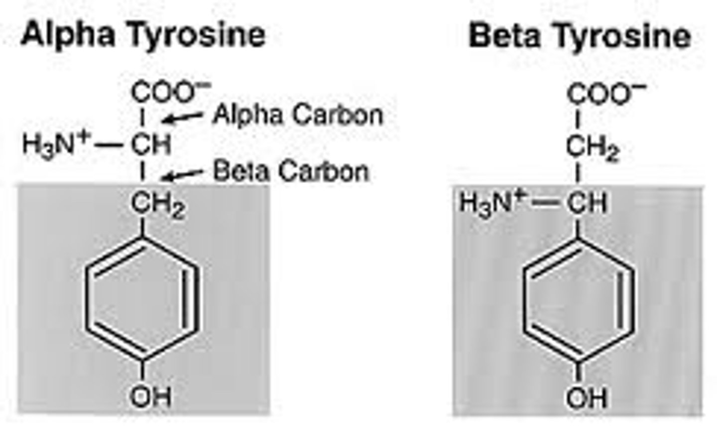<p>The carbon bonded to the carboxyl group in an amino acid.</p>