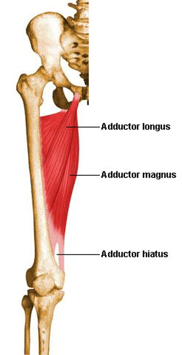 <p>Adducts, flexes, and rotates the thigh laterally</p>