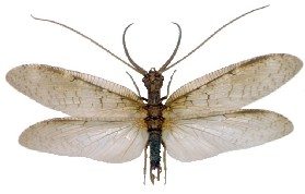 <p>Dobsonfly </p>